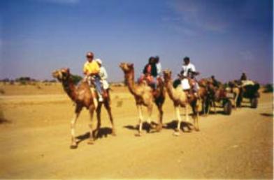 desert camel ride