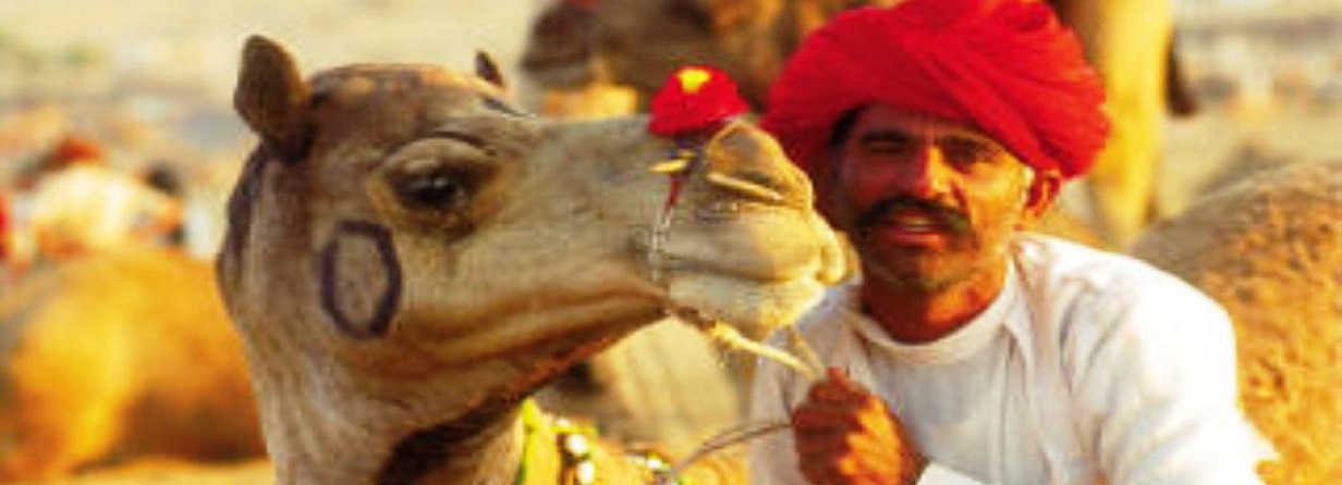 camel festival