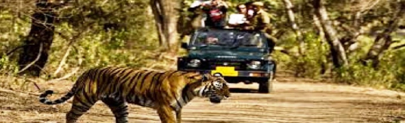 tiger safari